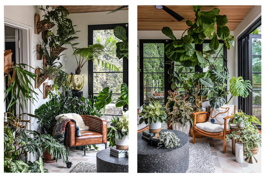 A fiddle leaf fig and other potted plants thrive in the light of floor-to-ceiling windows and a Folding Outswing door